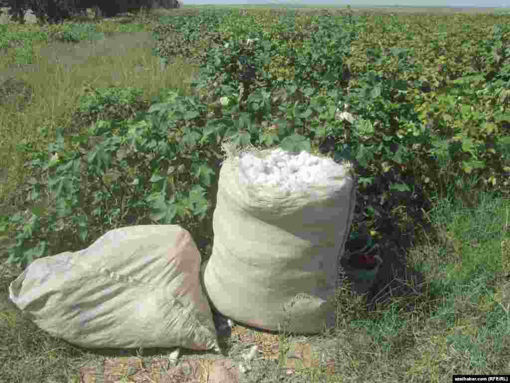 Turkmenistan produces more than 1 million tons of cotton each year.