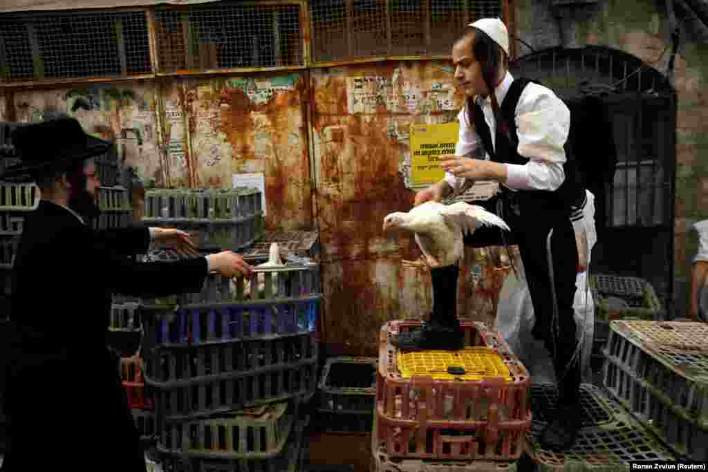 Ultra-Orthodox Jewish men take part in a slaughtering ritual, ahead of Yom Kippur, the Jewish Day of Atonement, in Jerusalem&#39;s Mea Shearim neighborhood on September 27. (Reuters/Ronen Zvulun)