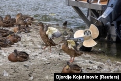 Patke u blizini motornog čamca na Dunavu nakon pada vodostaja Dunava u Novom Sadu, 24. jul 2026.