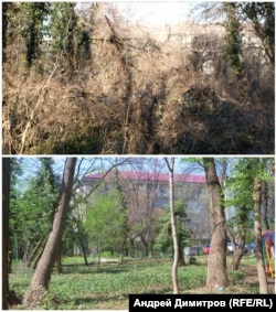  Кадри преди и след акция за почистването на парка 