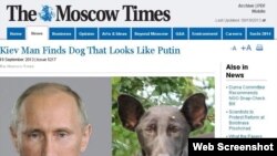 Киеверчу цхьана стагана жlаьла карийна, оьрсийн президентанх Путинах чlогlа тера долу. "The Moscow Times" вебагIонна тlера даьккхина сурт, 19Гез2013