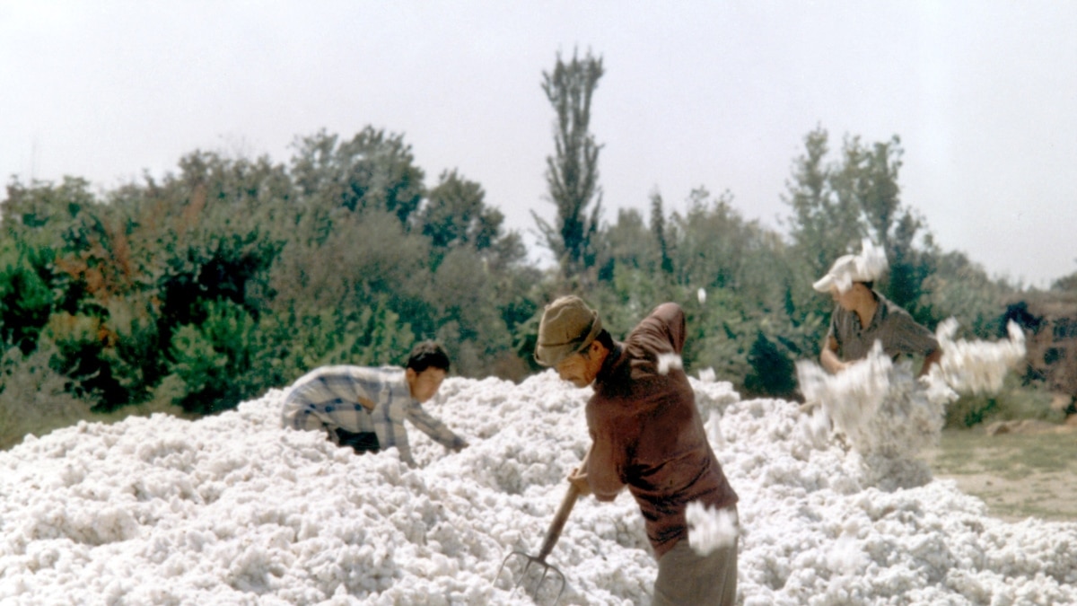 Uzbekistan Cotton Industry Targeted By ChildLabor Activists