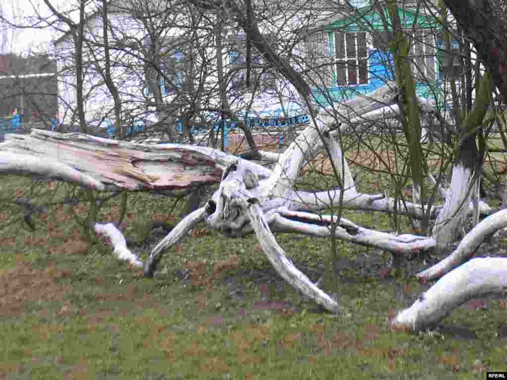 Орієнтовний вік – понад 220 років. Яблуню намагалися розсаджувати, але в іншому місця вона втрачає свою особливу здатність розмножуватися гілками. Яблука плодять середнього розміру, кисло-солодкі з терпкуватим присмаком