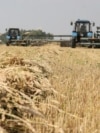 В окупованому Росією Криму збиральна кампанія зернових затягується через дефіцит пального та логістичні проблеми (фото ілюстративне)