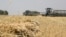 В анексованому Росією Криму збиральна кампанія зернових затягується через дефіцит пального та логістичні проблеми (фото ілюстративне)