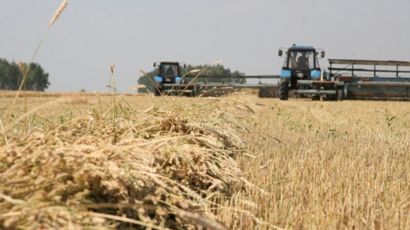 «Властям не нужен голодный бунт». Куда отправят казахстанскую пшеницу?