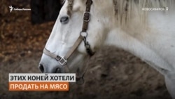 Сибирячка спасает коней, от которых решили избавиться их владельцы