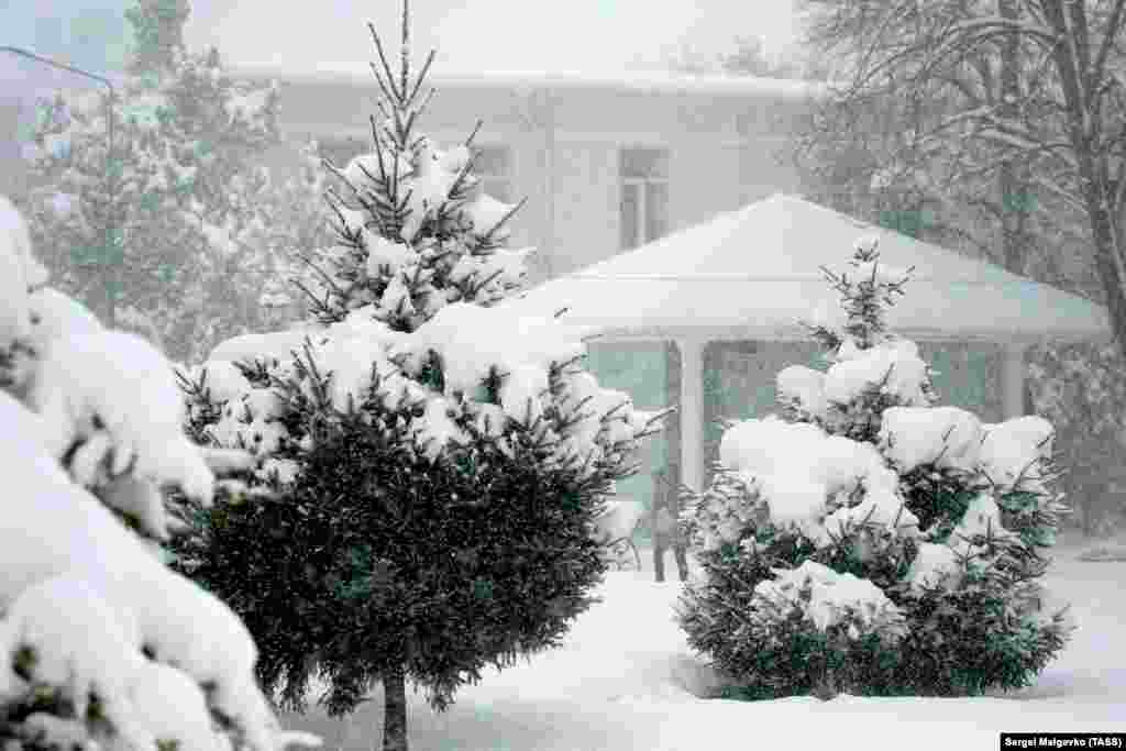 Елки под снегом на одной из улиц Симферополя