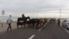 Kazakhstan – shepherds of village in Shardara district South Kazakhstan region. 16May2018