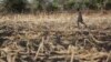 Погибший от засухи урожай кукурузы в Кении