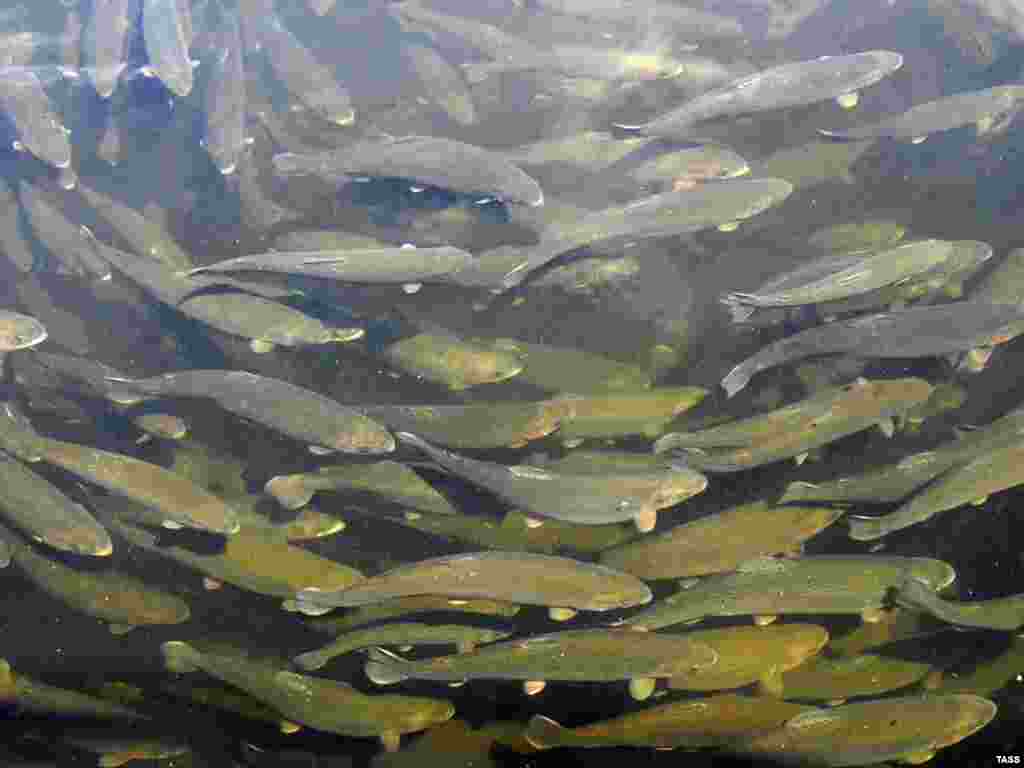Russia -- Trout farming tank on a fish farm in Maina Hydroelectric Power Station Reservoir, Khakassia region, 14Jun2007 - ITAR-TASS 15: KHAKASSIA, RUSSIA. JUNE 18. Trout farming tank on a fish farm in Maina Hydroelectric Power Station Reservoir, Khakassia. (Photo ITAR-TASS / Alexander Kolbasov) restoring fisheries green03