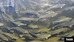 Russia -- Trout farming tank on a fish farm in Maina Hydroelectric Power Station Reservoir, Khakassia region, 14Jun2007