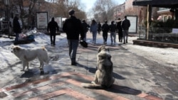 Թափառող շների կացարանի համալիր ծրագիրը Գյումրիում «ամբողջովին տապալված է» 
