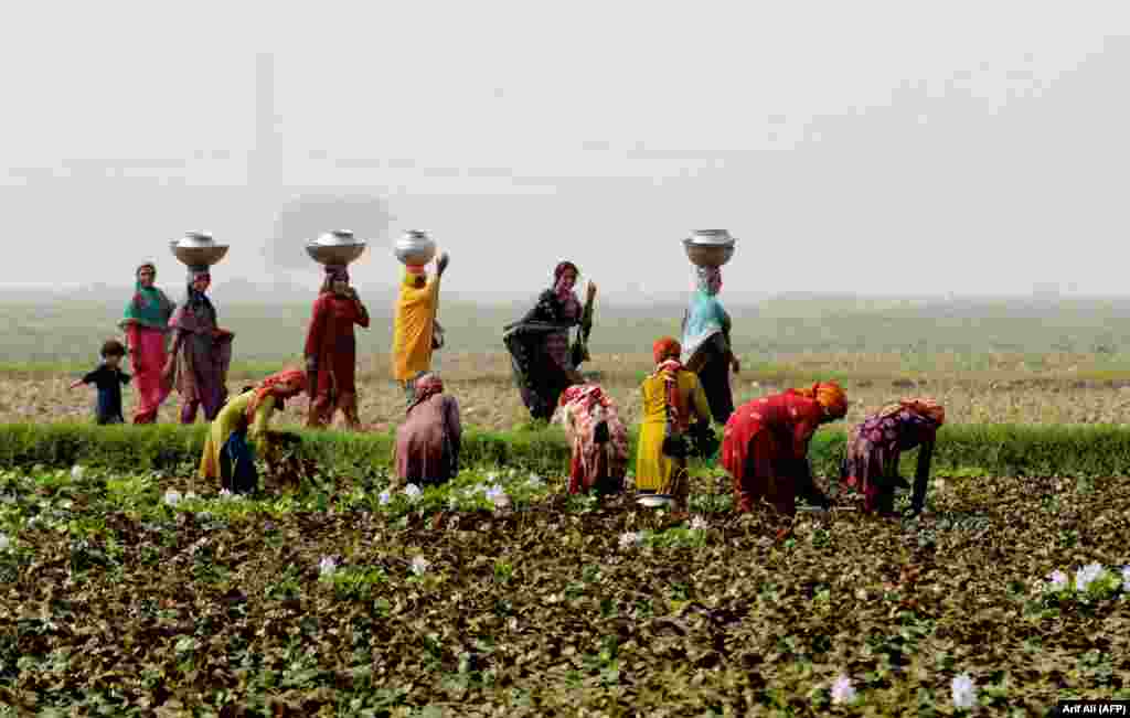 Laborers pick water chestnuts in a field on the outskirts of Lahore, Pakistan, on October 29. (AFP/Arif Ali)