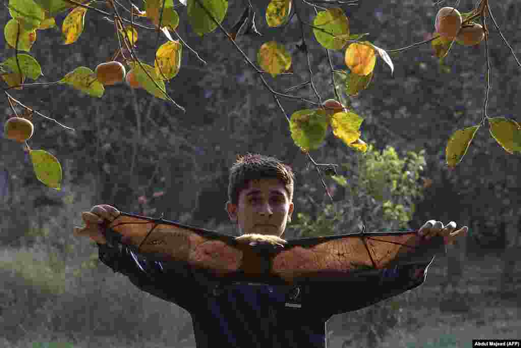 A boy holds a large bat after catching it while it was feeding in a persimmon orchard in Peshawar, Pakistan. (AFP/Abdul Majeed)