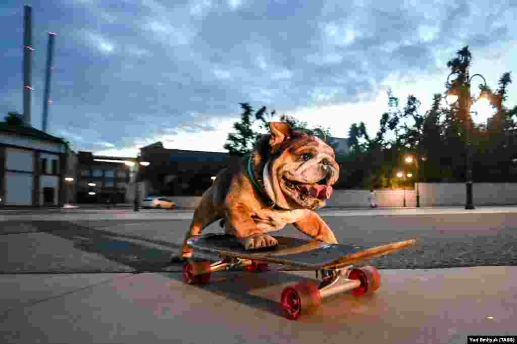 Bullet the bulldog skateboards in a seafront area in the city of Vladivostok on Russia&#39;s Pacific coast. The 6-year-old dog learned how to skateboard two years ago thanks to his owner, Sergei Shukshuyev.
