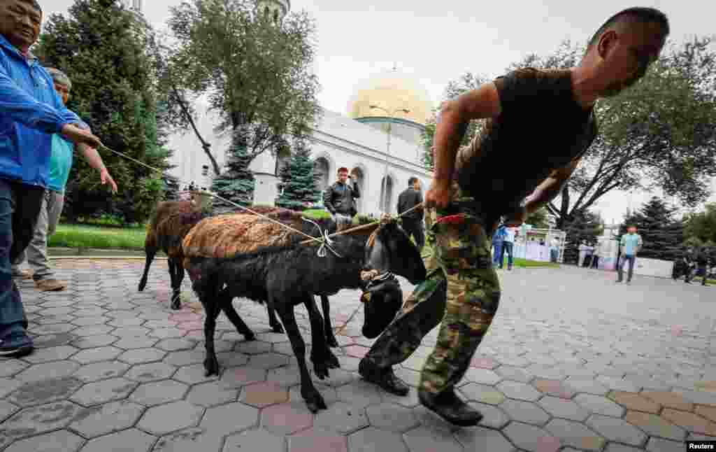 Құрбандыққа шалатын қойларды жетектеп бара жатқан ер адамдар. Алматы, 21 тамыз 2018 жыл