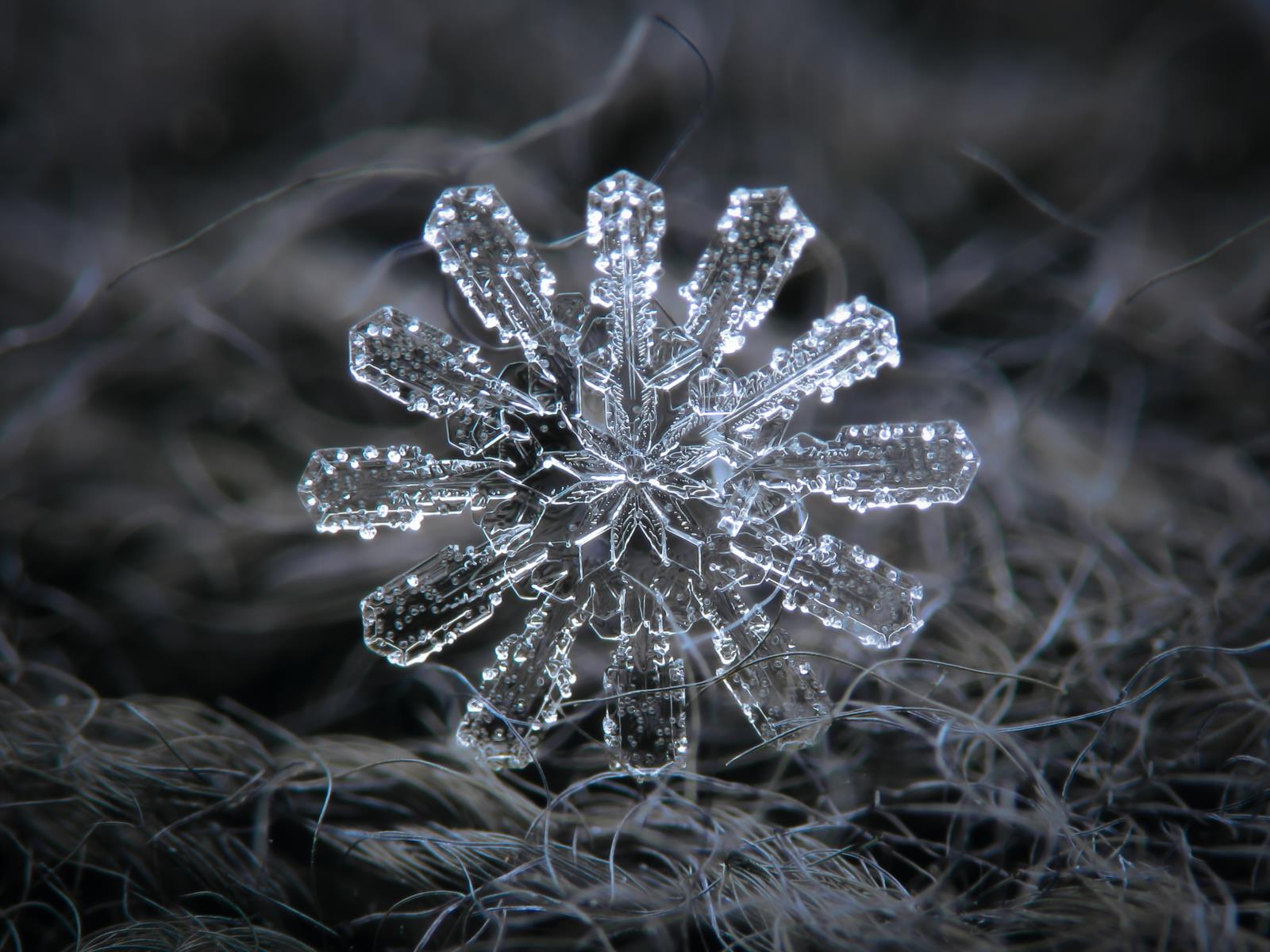 Falling Snowflake Photography