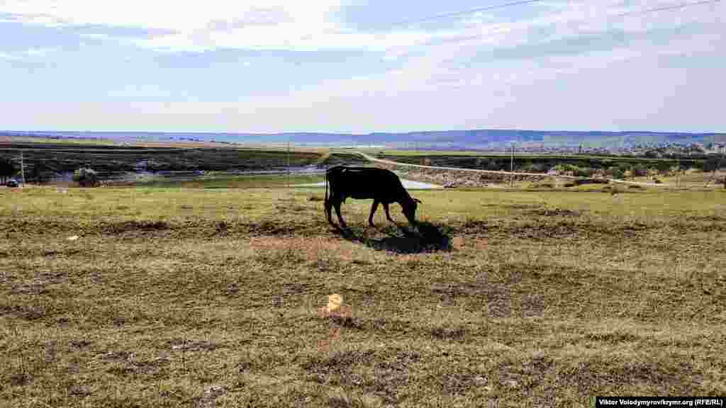 Одинокая корова пасется на большой поляне. Отсюда открываются виды на Симферополь