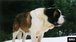 Большие собаки живут меньше, чем маленькие, 10-12 лет. Но хозяева хотят, чтобы их питомцы жили вечно. [Фото — <a href="http://en.wikipedia.org/wiki/St._Bernard_%28dog%29" target="_blank">GNU Free License Documentation</a>]