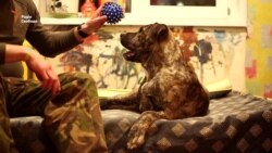 Боєць і його вірний пес. Як одесити рятували собаку добровольця (відео)