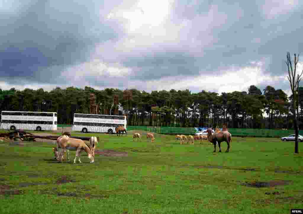 Almaniyanın Serengeti Parkı - parkın sahəsi-200 hektar ekzotik heyvanların sayı-1500 parkda səfər etmək ücün (safari) avtomobil yolunun uzunluğu-10 km