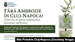 Primăria Cluj-Napoca a făcut apel la cetățeni să anunțe prezența ambroziei