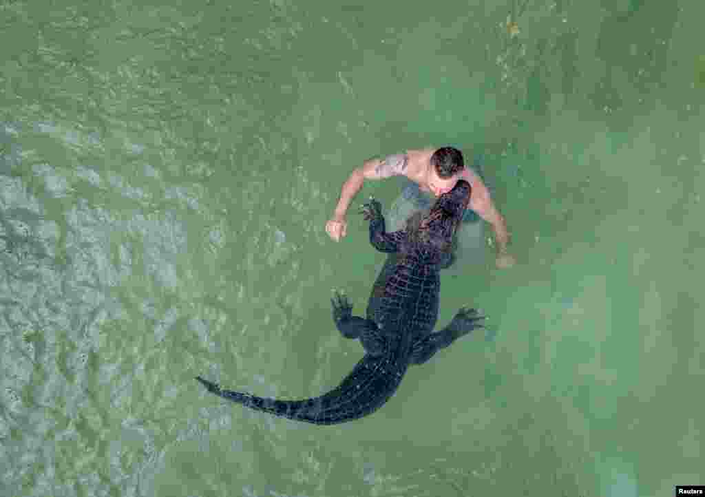 Ish-artisti i cirkut, Krystian Kaulis duke notuar me aligatoren amerikane, Zonjën Meyer, në një pishinë të jashtme në Gjermani. Fotografi e 1 gushtit 2025.