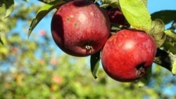 Ілюстрацыйнае фота