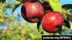 Ілюстрацыйнае фота