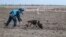 Bosnian dogs demining Ukraine