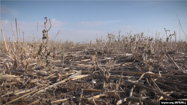 Использование системы No-Till – когда вспашку не проводят, а землю специально покрывают слоем измельченных растений. Крым, село Земляничное