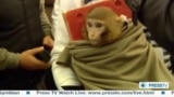 Iranian TV Airs Footage Of 'Space Monkey'