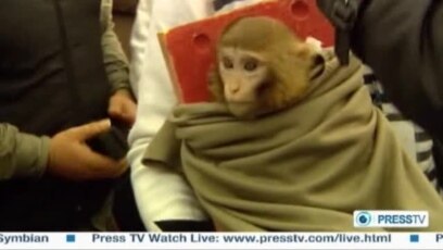 Iranian TV Airs Footage Of 'Space Monkey'