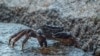 Из-за потепления в Беринговом море от голода умерли 10 миллиардов крабов 