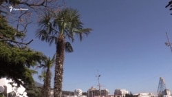 Как пальмы из ялтинских дворов оказались на набережной города (видео)