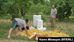 Armenia -- Apricot harvest in the Ararat Valley, 30Jun2012.