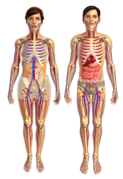 Ljudsko tijelo, žena i muškarac