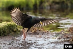 Шпакі апошнімі гадамі заставаліся зімаваць у Беларусі