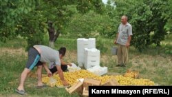 Armenia -- Apricot harvest in Ararat province, 30Jun2012