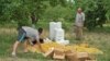 Armenia -- Apricot harvest in the Ararat Valley, 30Jun2012.