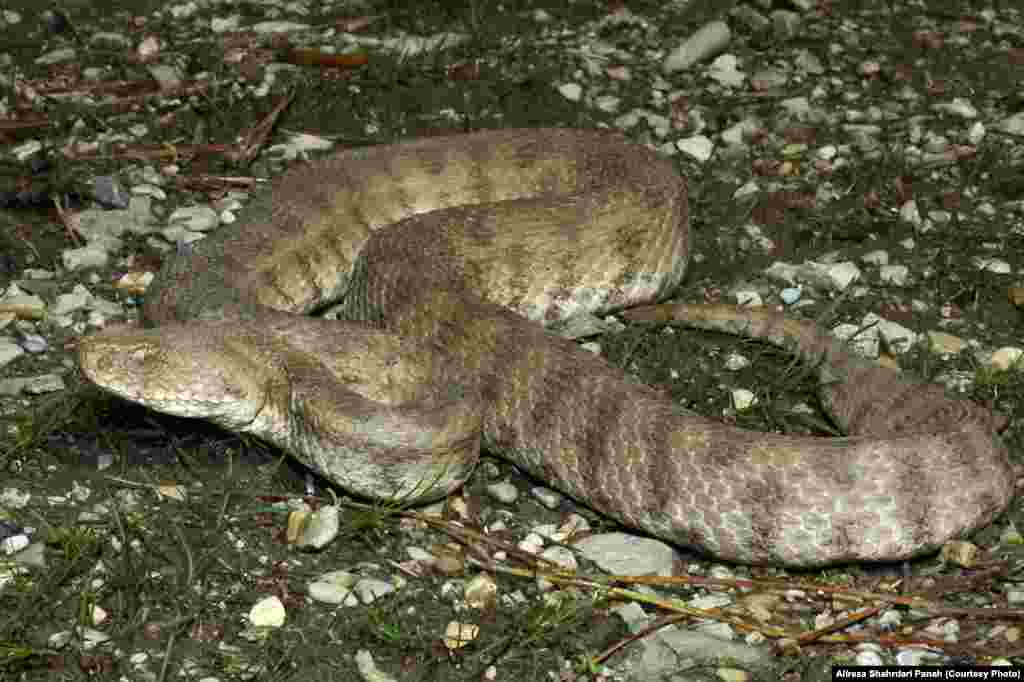  نام علمی: Macrovipera lebetina،&nbsp;نام فارسی: گرزه مار،&nbsp;نام انگليسی:&nbsp;Levantine Viper،&nbsp;پراکندگی در ايران:&nbsp;استان های آذربايجان شرقی، آذربايجان غربی، اردبيل، زنجان، مرکزی، تهران، البرز، کردستان، همدان، لرستان، کرمانشاه، خوزستان، اصفهان، فارس، گيلان، مازندران، گلستان، خراسان شمالی، خراسان رضوی، خراسان جنوبی، سمنان، قزوين، قم، يزد و کرمان.&nbsp;اندازه: طول کل ۱۶۸،&nbsp;زيستگاه: زيستگاه گرزه مار بسيار متنوع است، اين مار در ارتفاعات زندگی می کند، این مار سمی است 