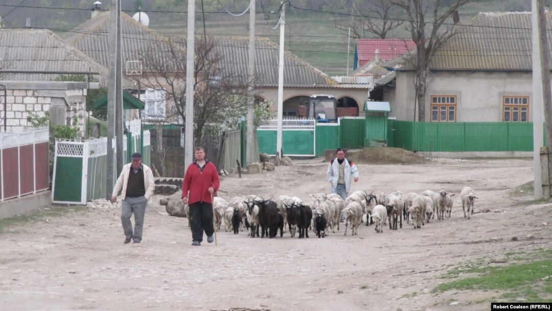 Shepherd Pyotr (in red shirt) in Congaz, Gagauzia