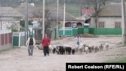 Shepherd Pyotr (in red shirt) in Congaz, Gagauzia