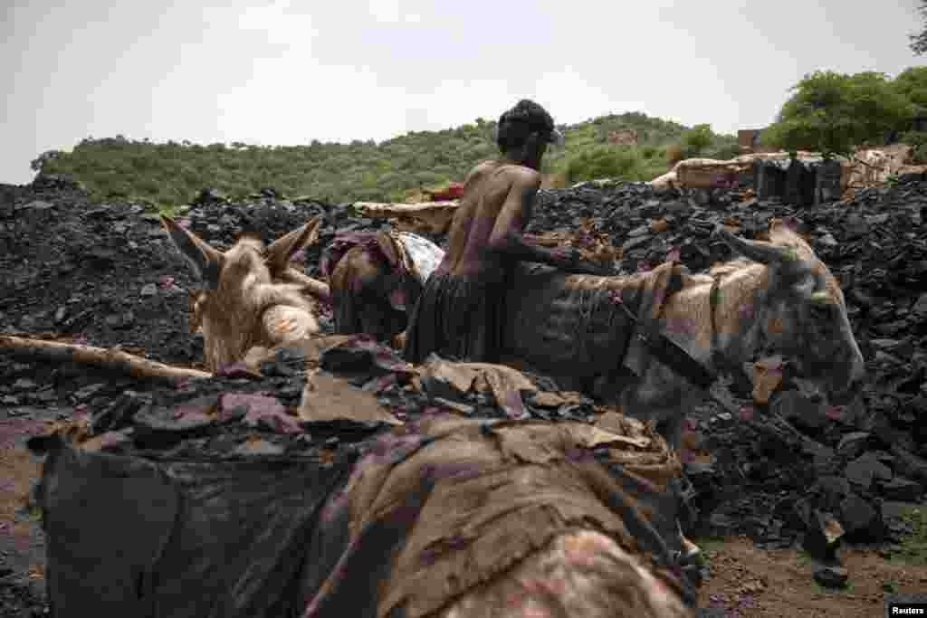 A miner unloads sacks of coal carried to the surface by donkeys.