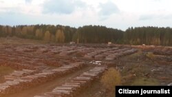 Рубка в тайге, иллюстративное фото