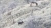 Охота на винторогого козла в Даштиджуме за 55 тысяч долларов! 