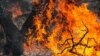 ادامه آتش‌سوزی در «۹۰ هکتار» از جنگل‌های نور مازندران