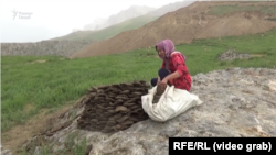 A Yaghnobi woman collects dry manure fuel.