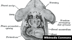 mesentery